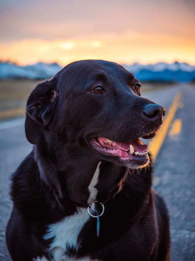 Cachorro preto e branco ao pôr do sol