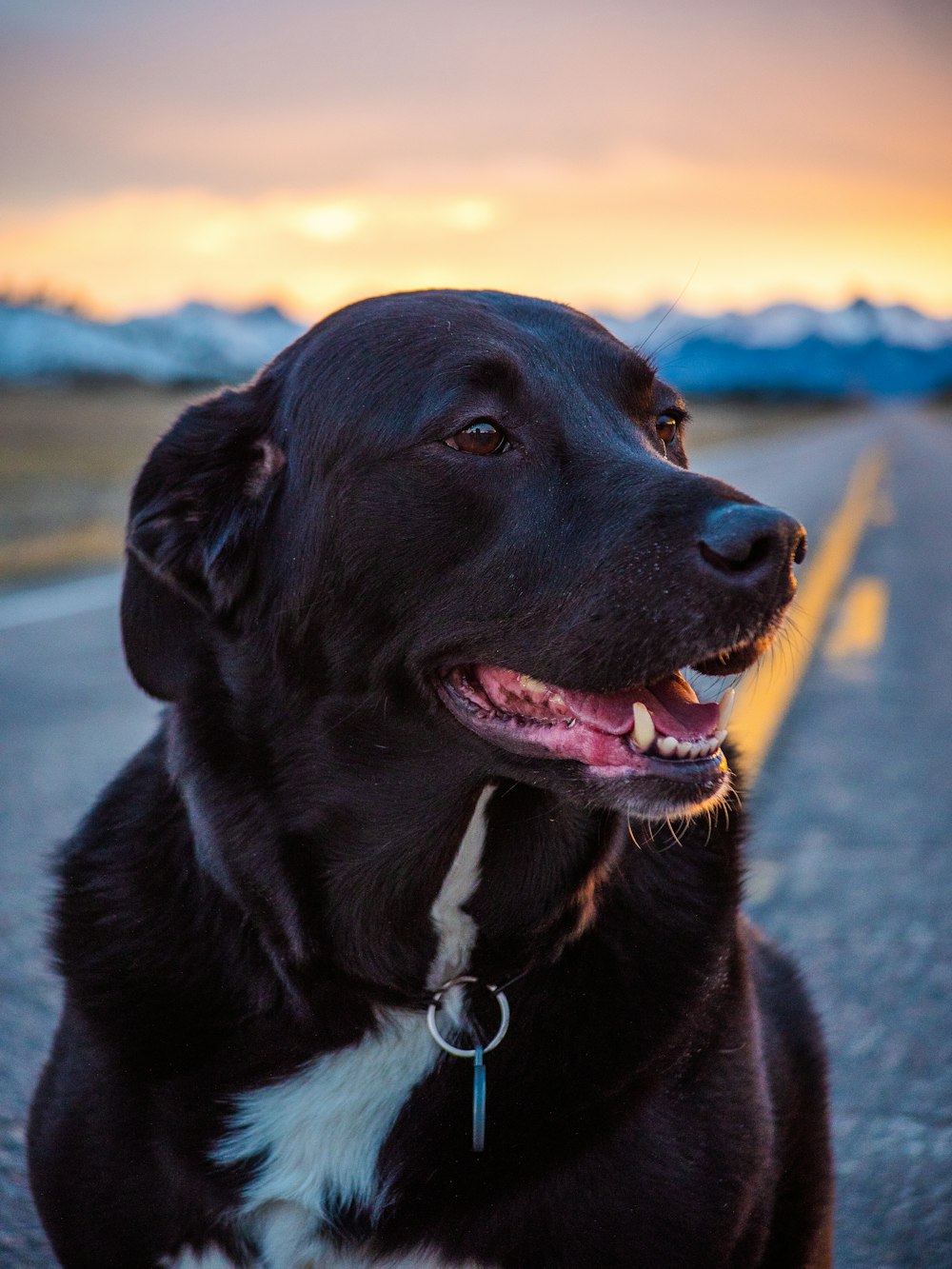 black and white coated dog