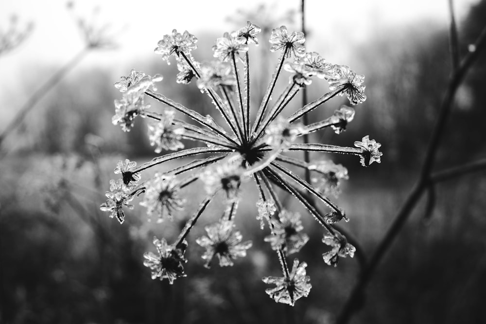 grayscale photo of frosty flower