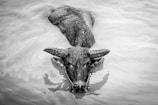 grayscale photo of water buffalo