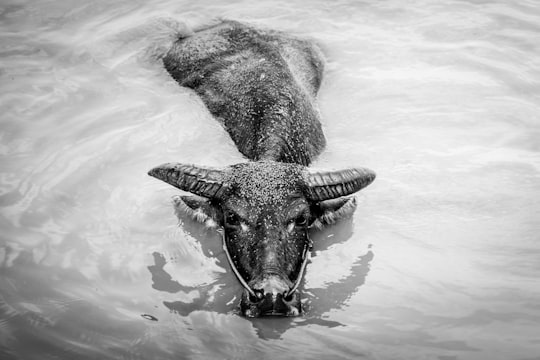 grayscale photo of water buffalo in Don Det Laos