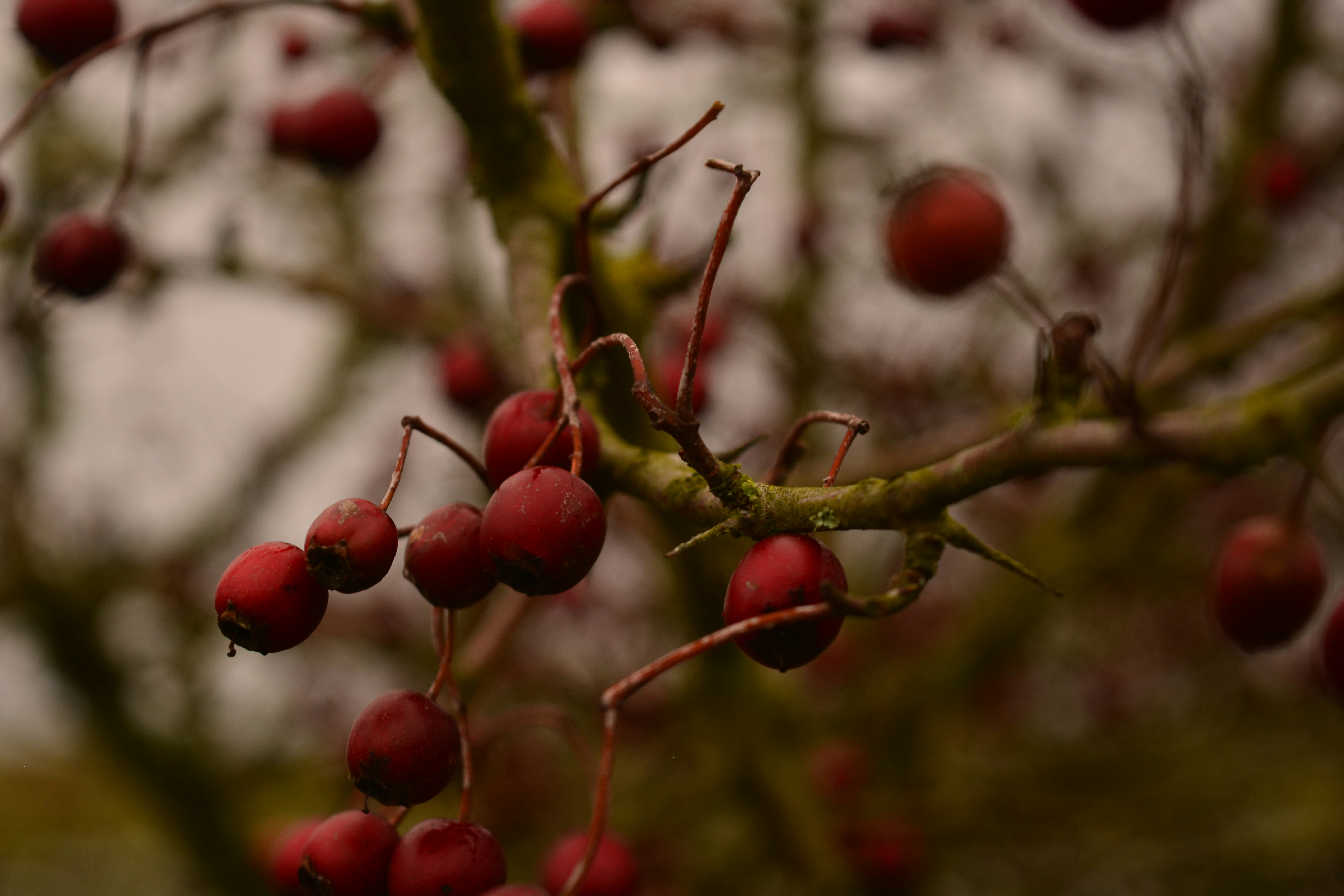 Photo by melkotravnova