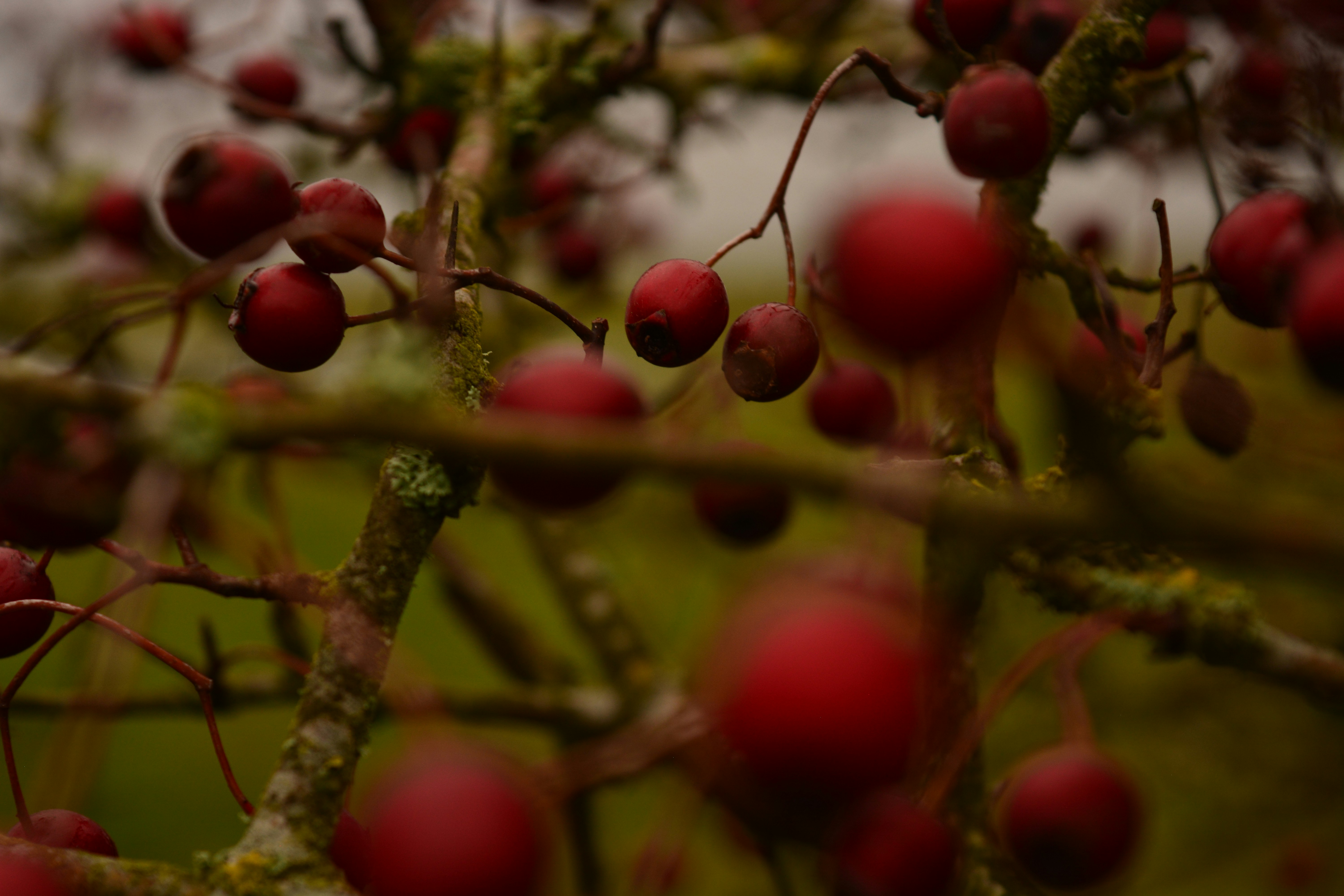 Photo by melkotravnova