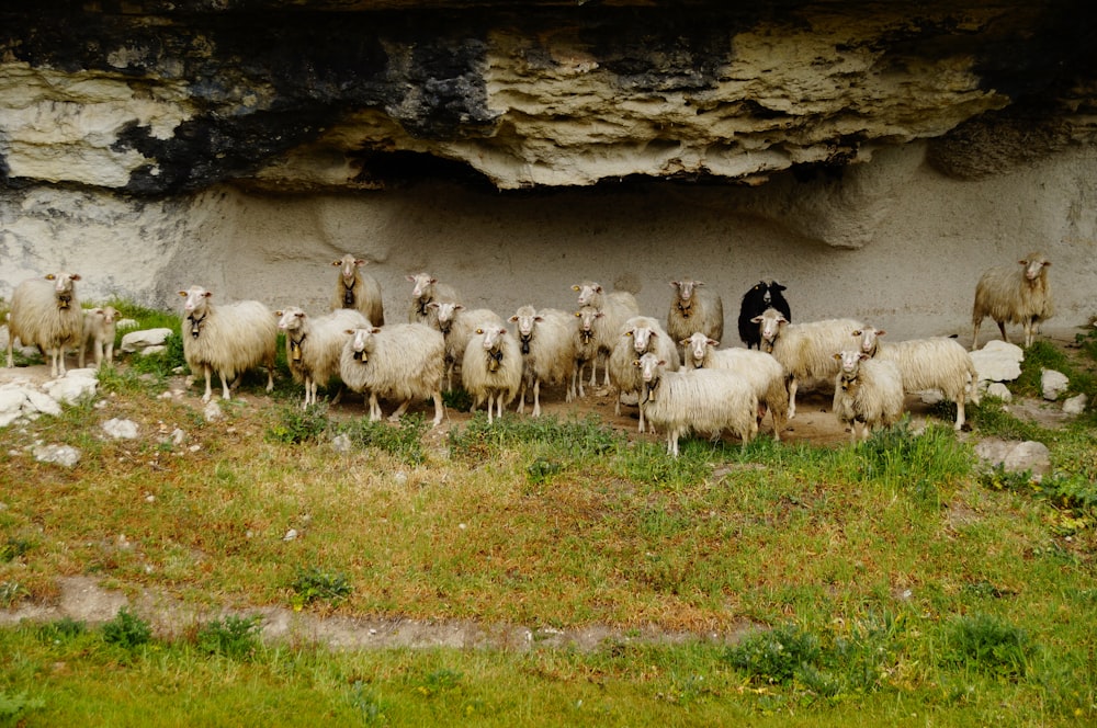 gregge di pecore bianche