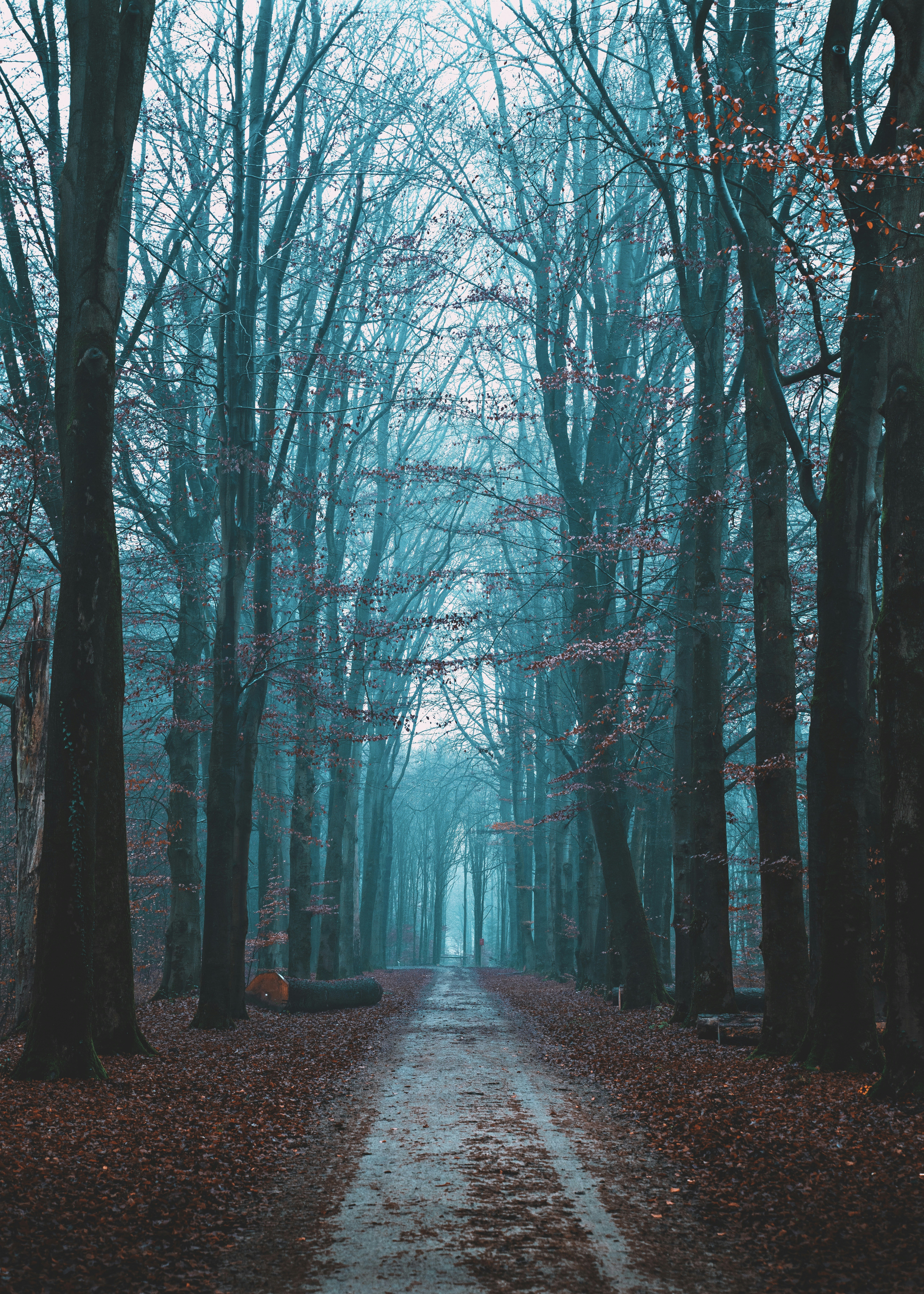 bare trees beside road