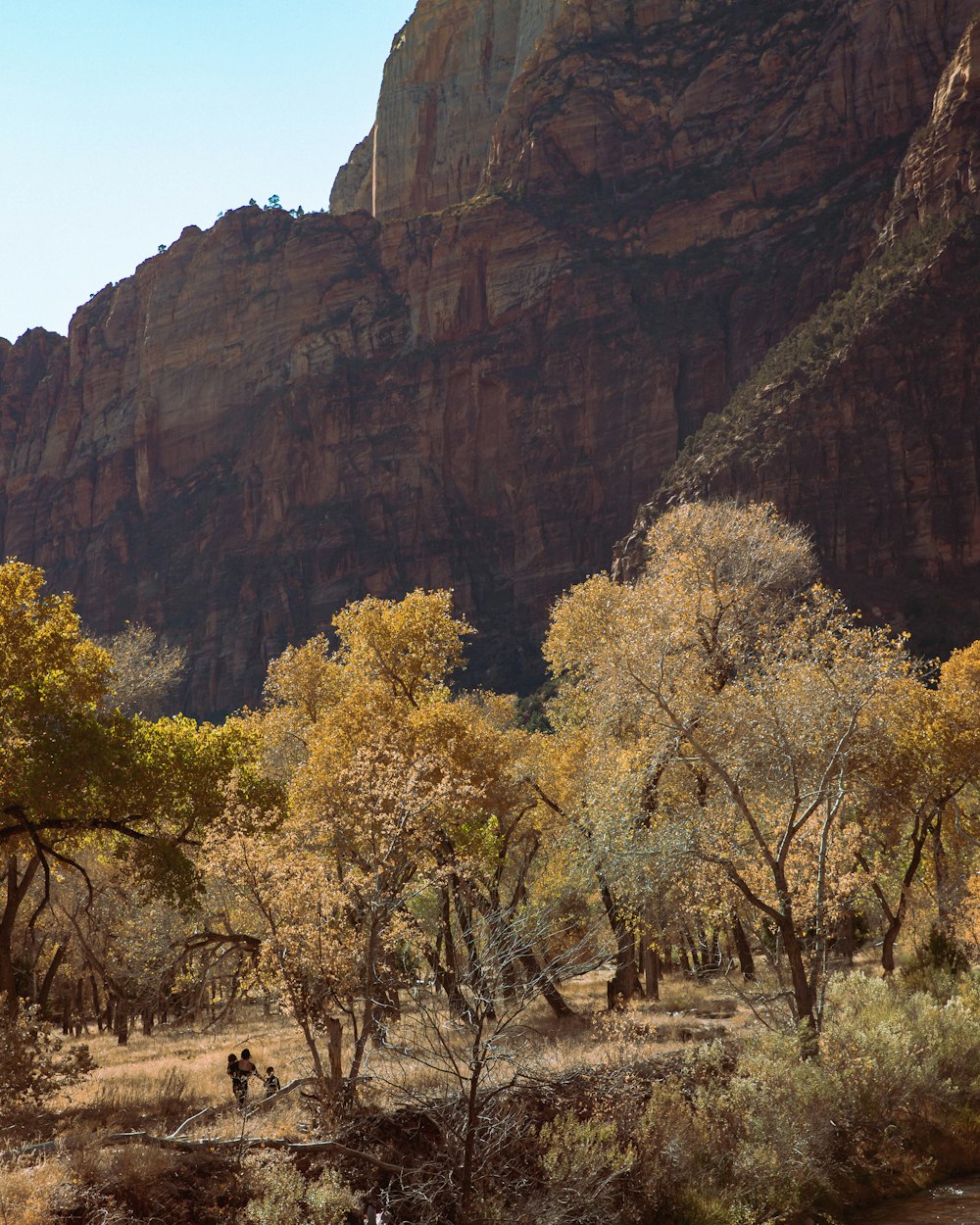 green leafed tree under canyon