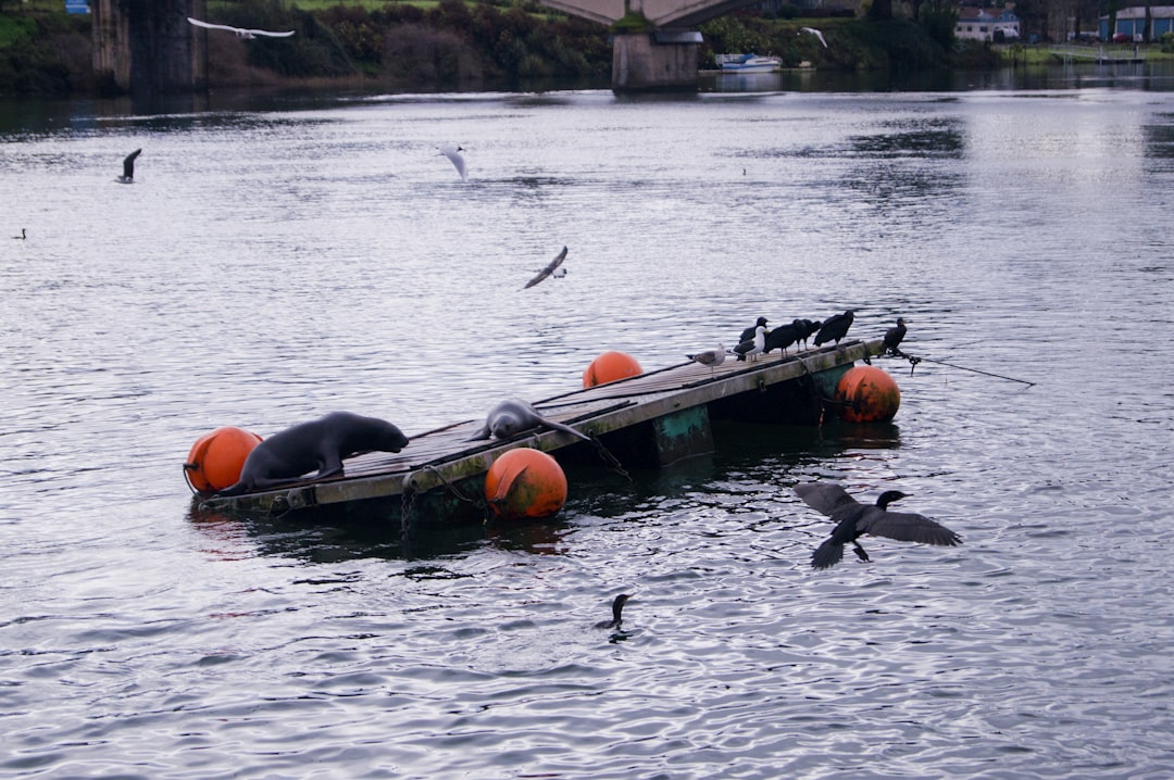 sinking black and green boat, Southern animals