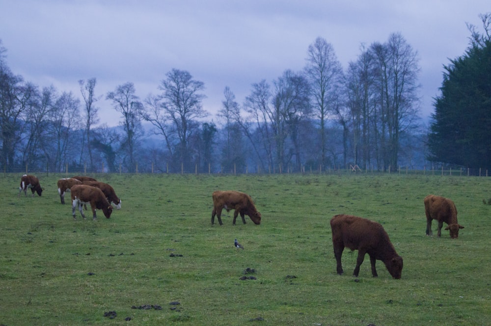 brown cow walking on grass field