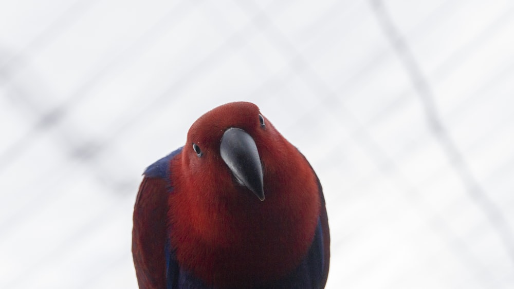 oiseau à poil rouge et bleu