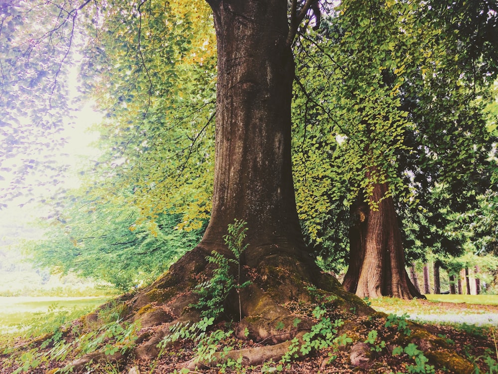 brown tree bark