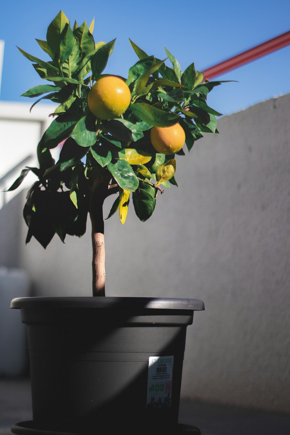 photo of lemon trees