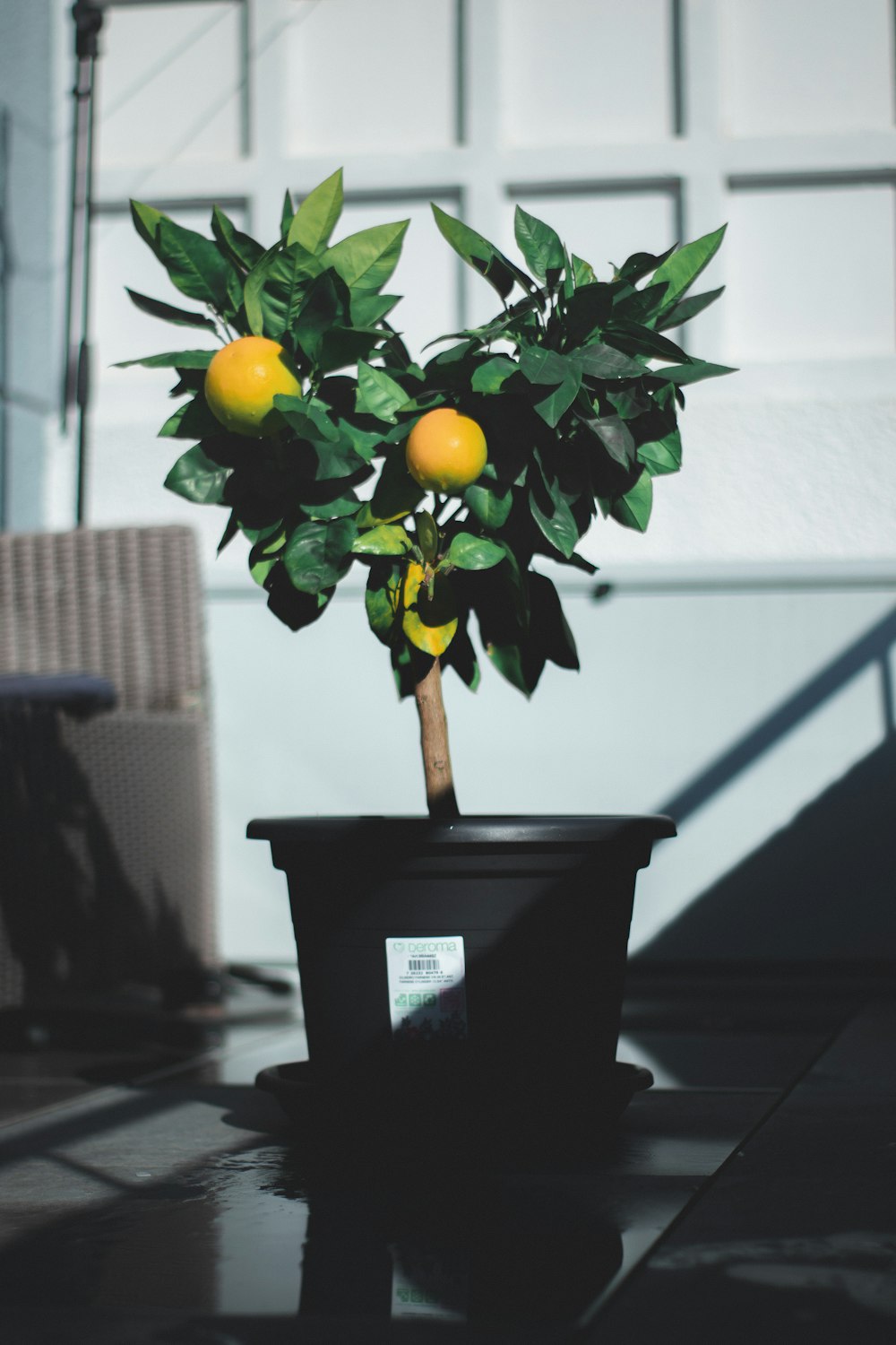 photo of lemon on gray plastic pot