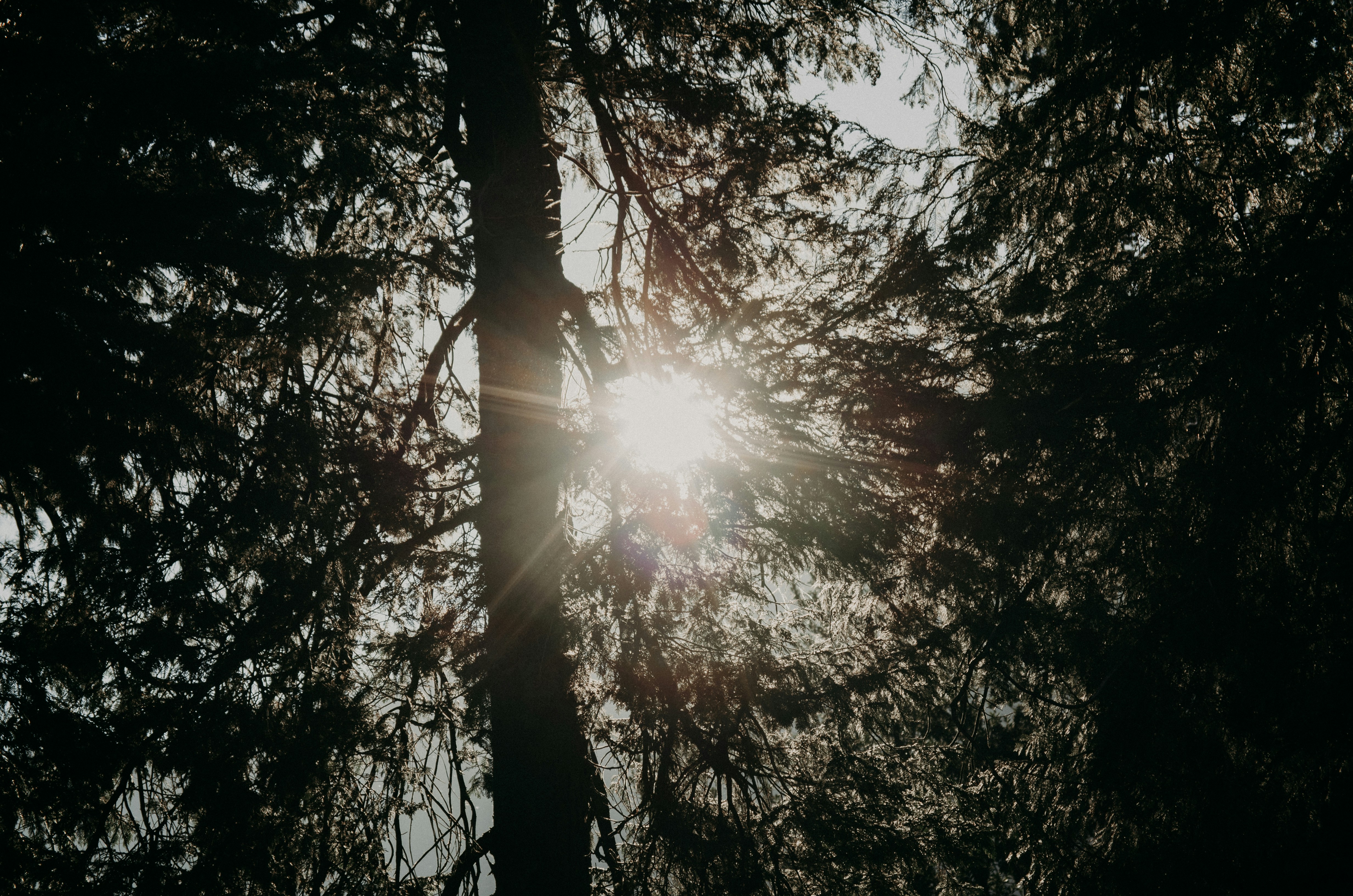 Pigeoncoin header image