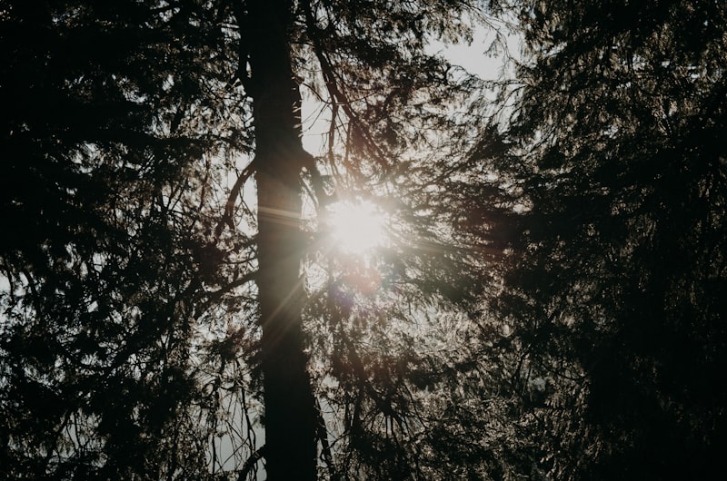 Suasana tenang wisata hutan pinus untuk healing dan meditasi