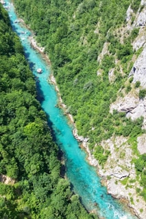 trees beside river