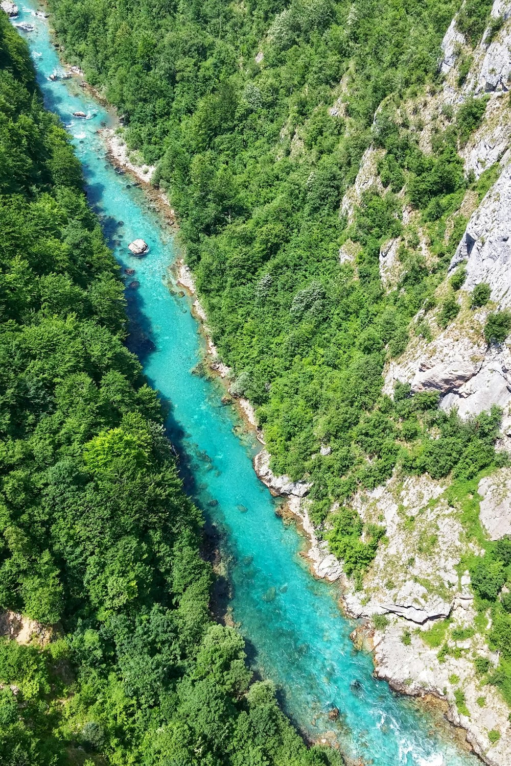 trees beside river