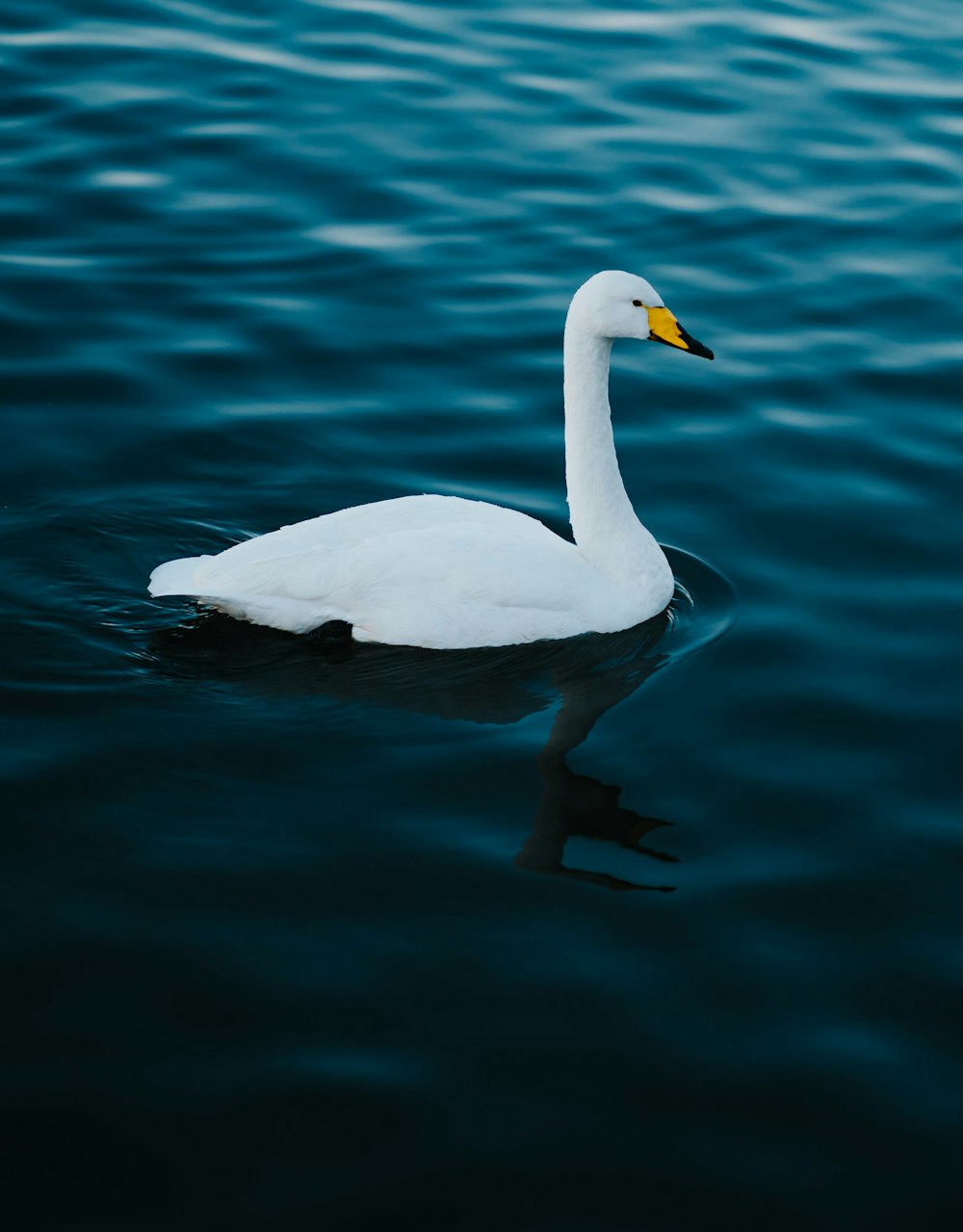 white duck