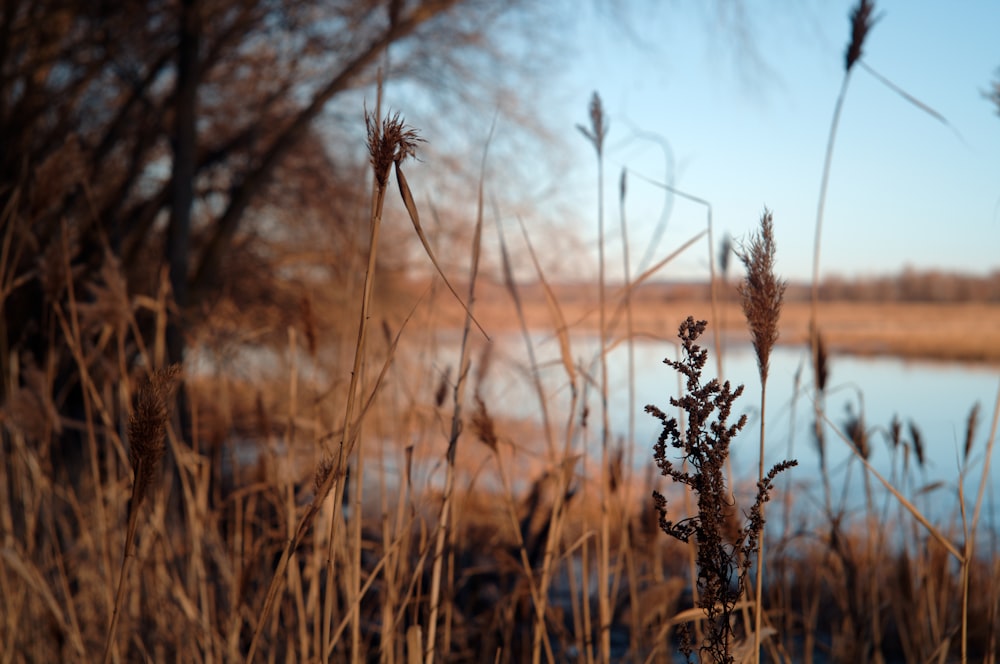 brown grass field