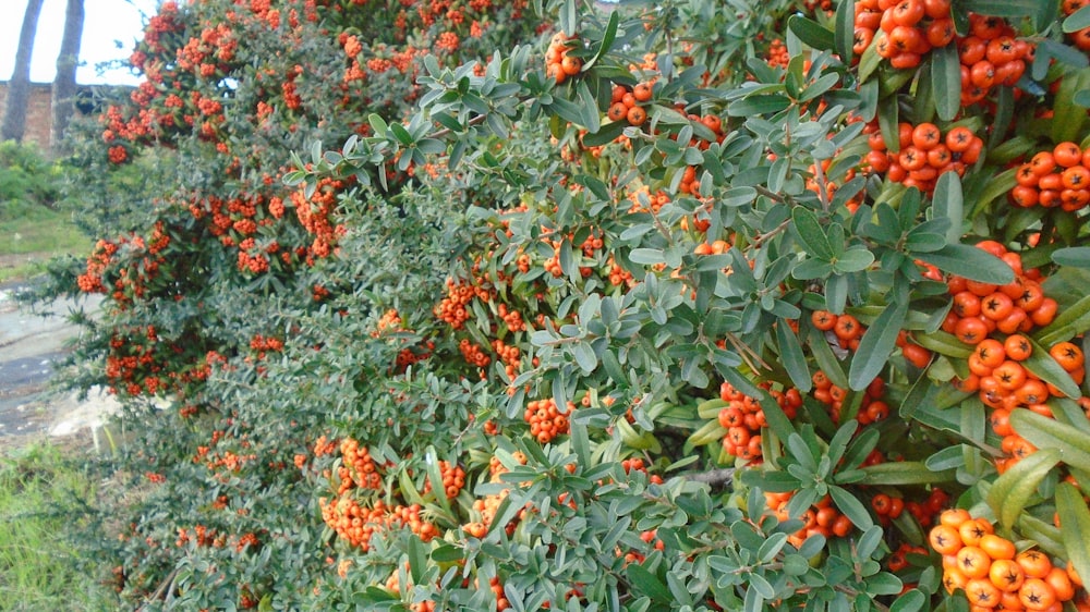 tomato plant