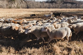 A flock of sheep is gathered in a grassy field bordered by trees. The sheep, mostly white with some brown ones mixed in, are densely packed together. A couple of dogs are herding them, ensuring they stay together. The grass is dry and the trees in the distance are bare, suggesting a late autumn or early winter setting.