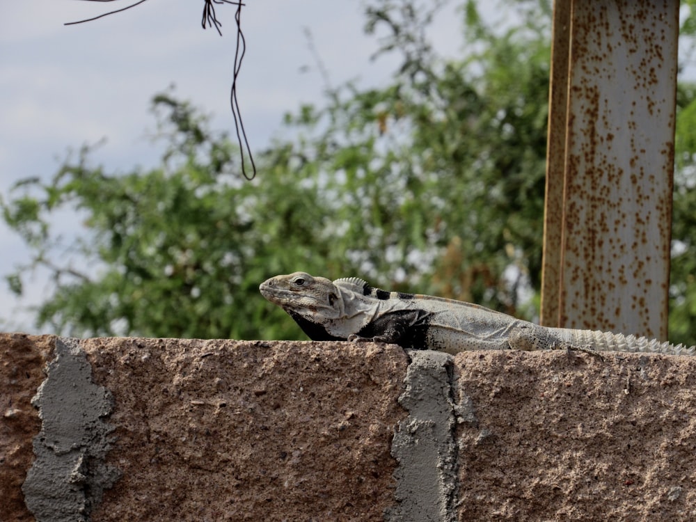 white and black iguana