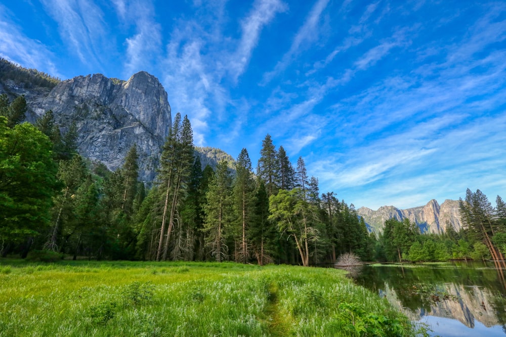 green-leafed trees beside rock mountain