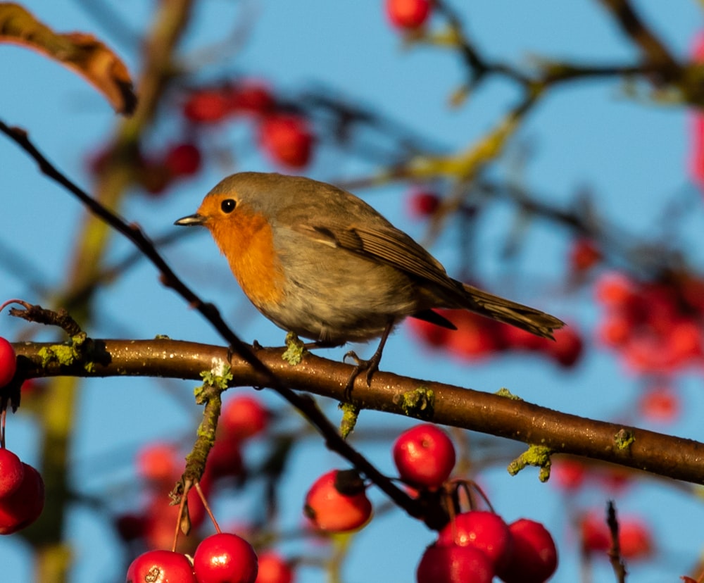 gray and yellow bird standing on branch