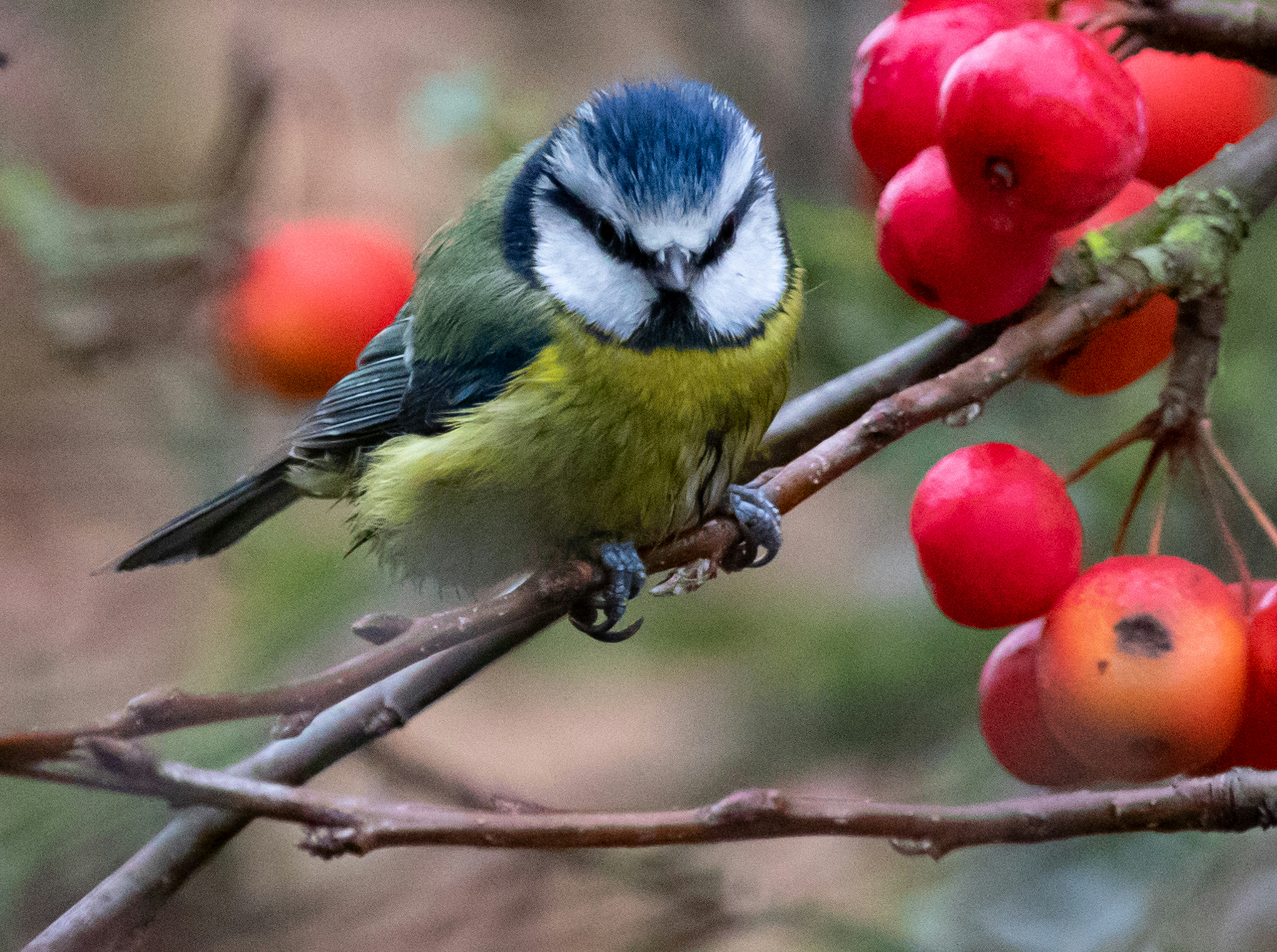 yellow and black bird standing on branch