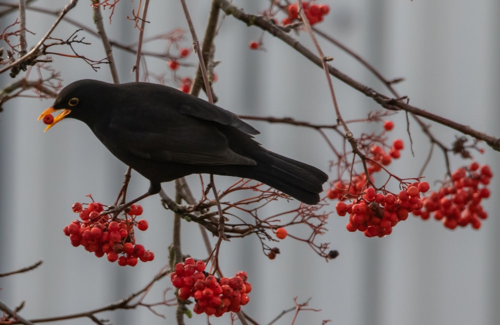 black crow standing on tree branch