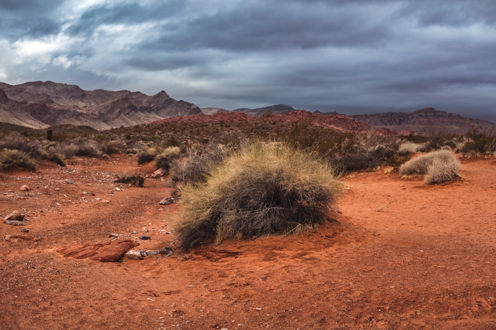 landscape photography of brown land field