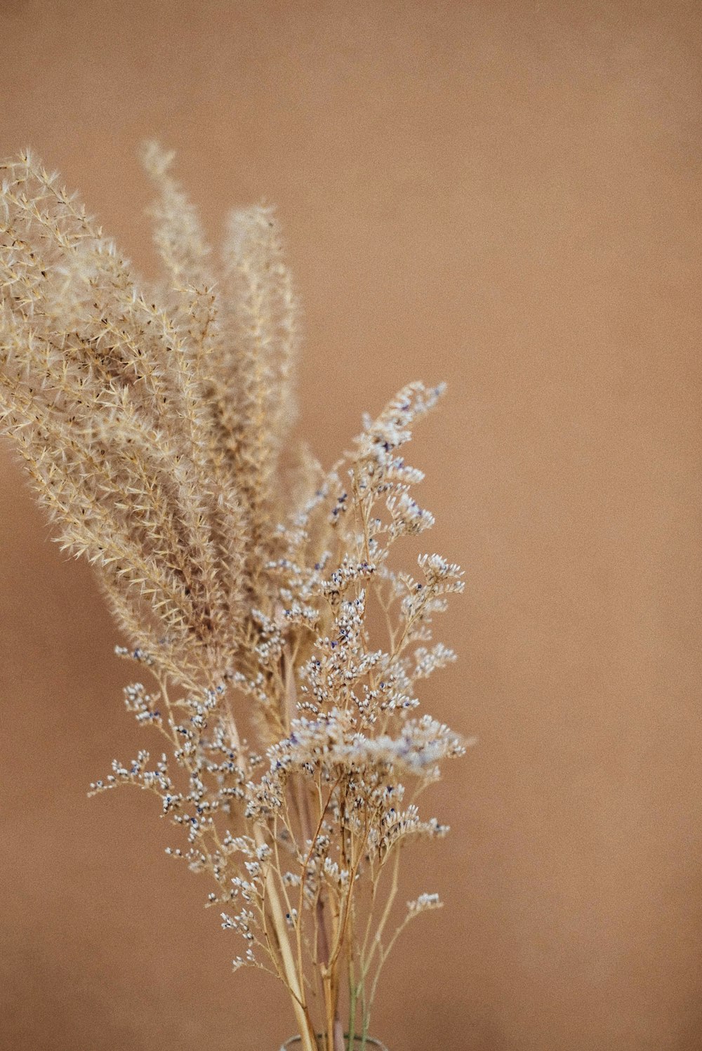 shallow focus photography of brown flowers