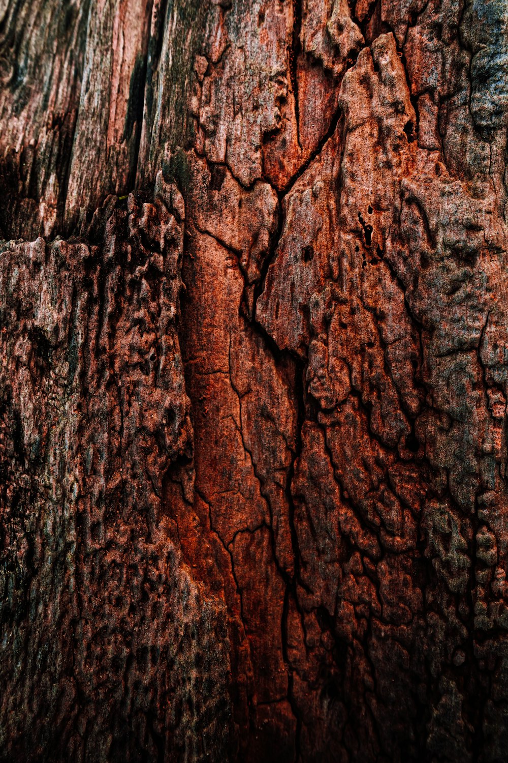 a close up of the bark of a tree