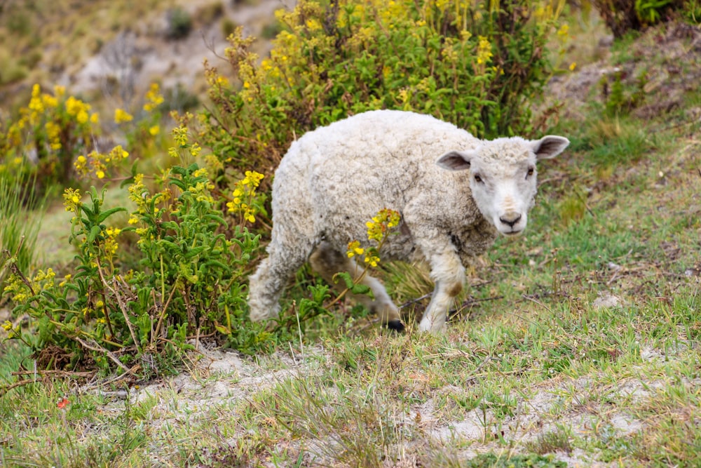 gray sheep walking on green grass field