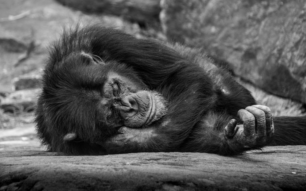 singe couché sur la surface