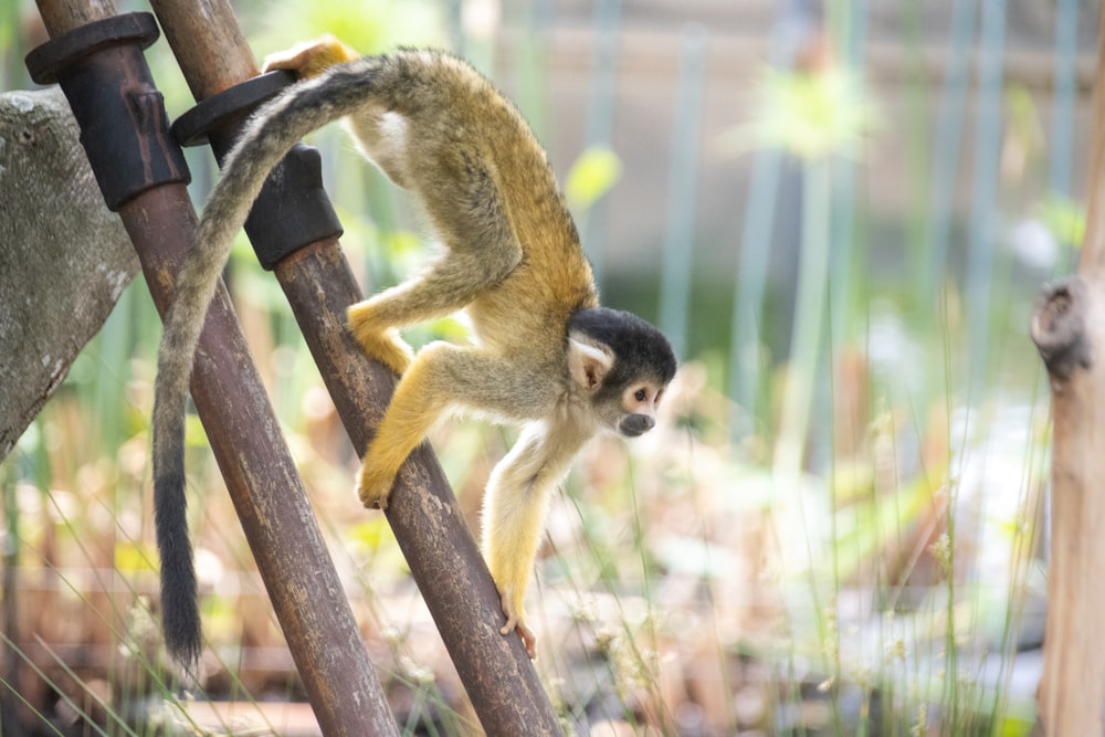 monkey crawling on brown pipe