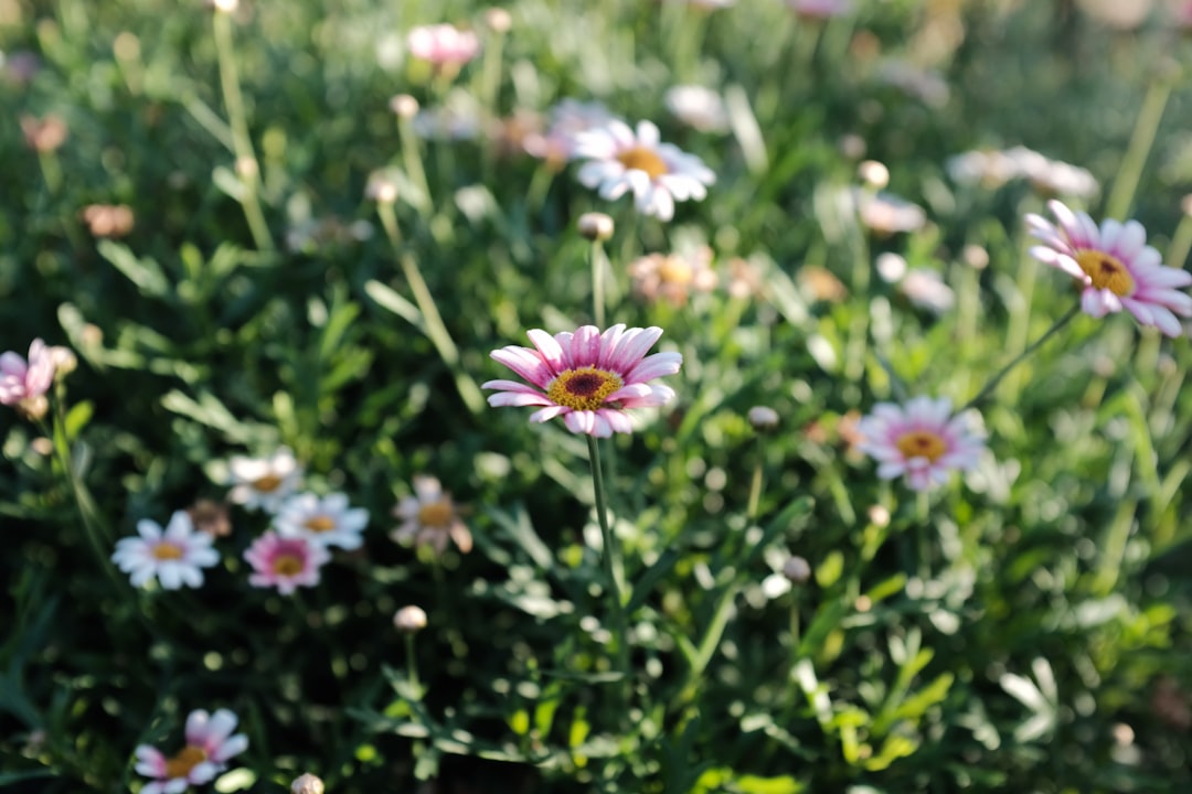 photo of white and pink flowers