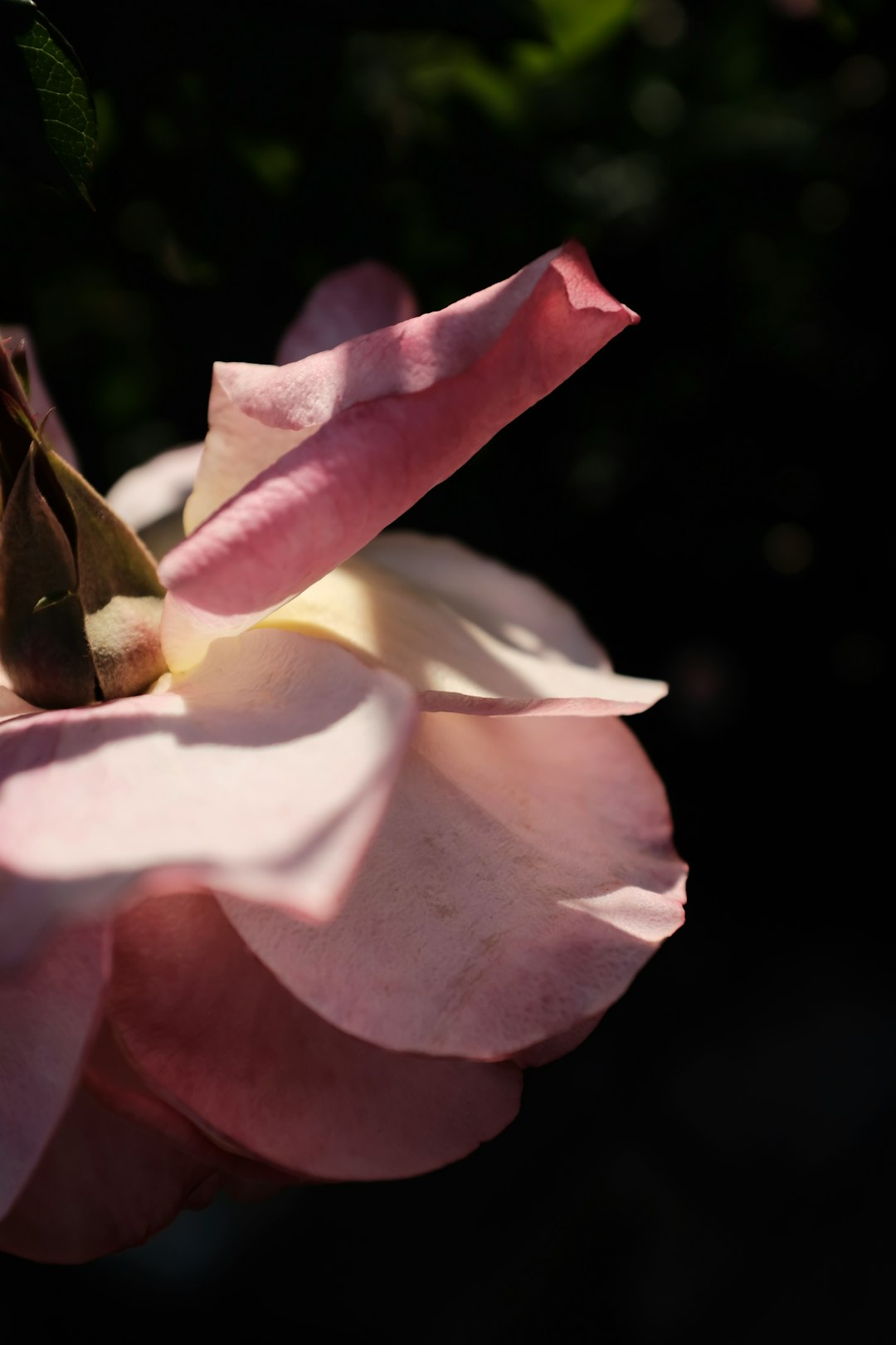 yellow and white flower