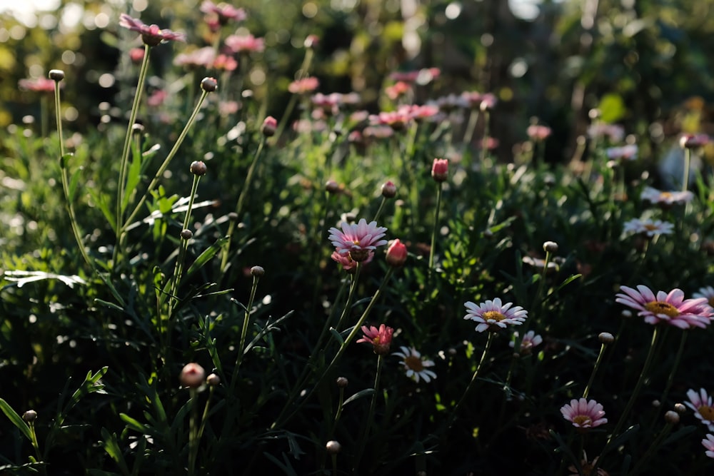 photo of meadow white and pink flowers