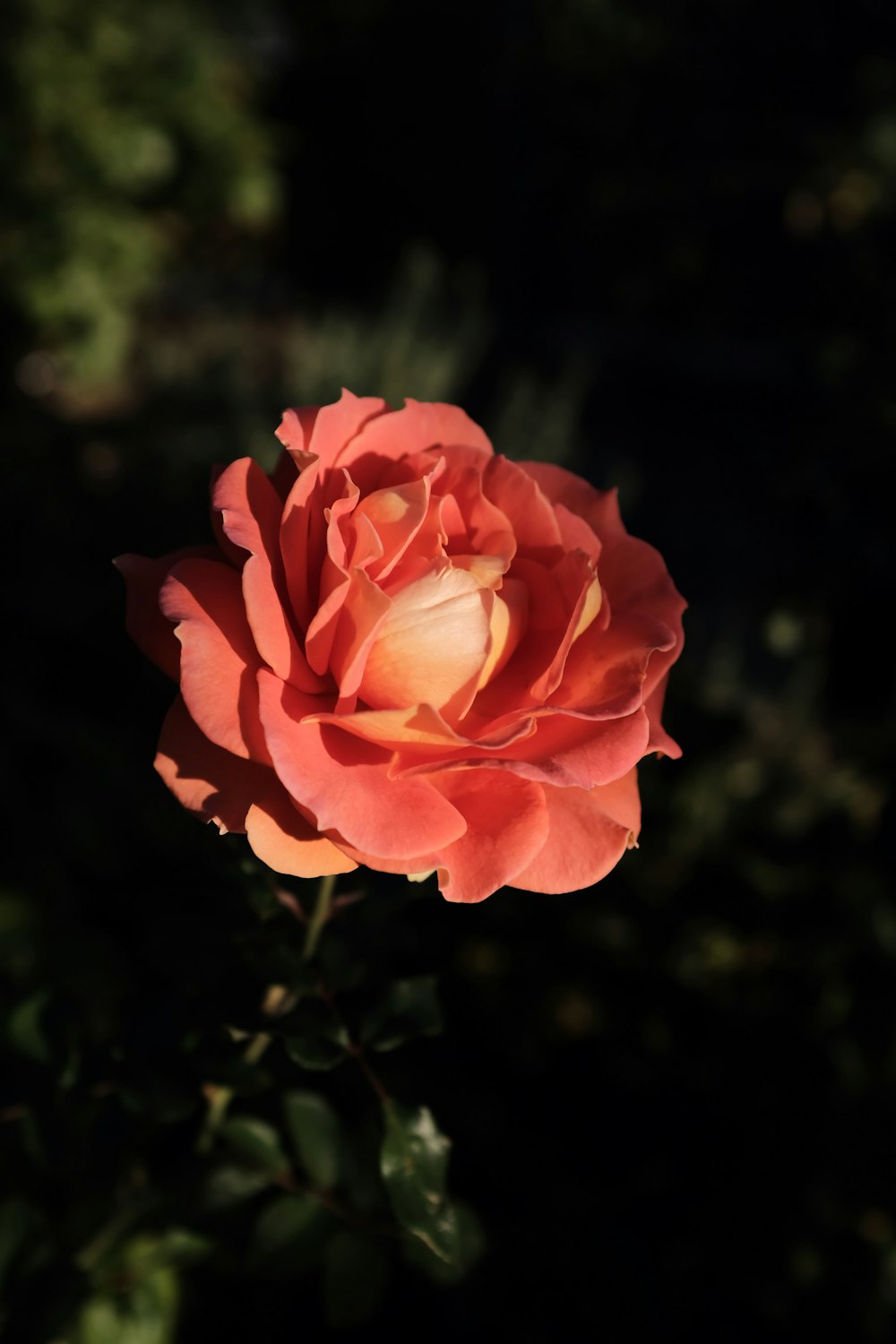 photo of white and red flower