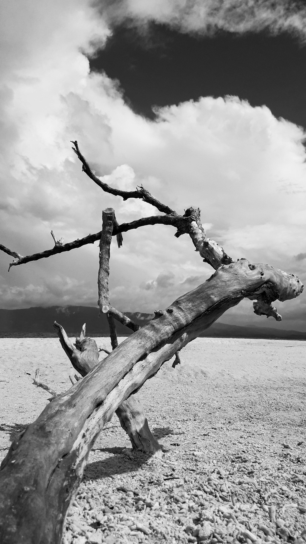 grayscale photography of tree trunk on shore