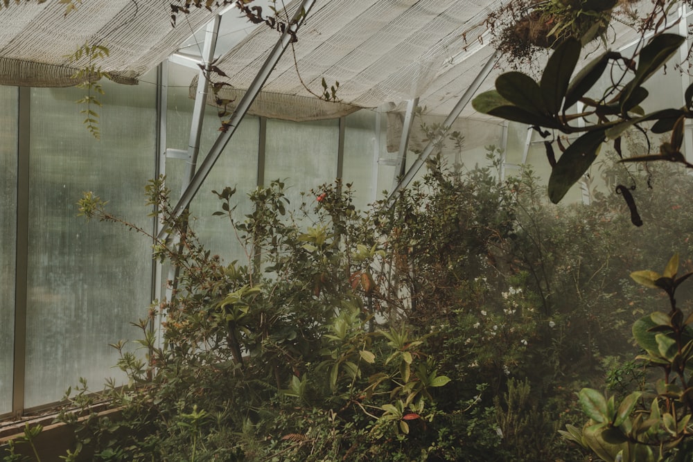 green leafed plant in dome