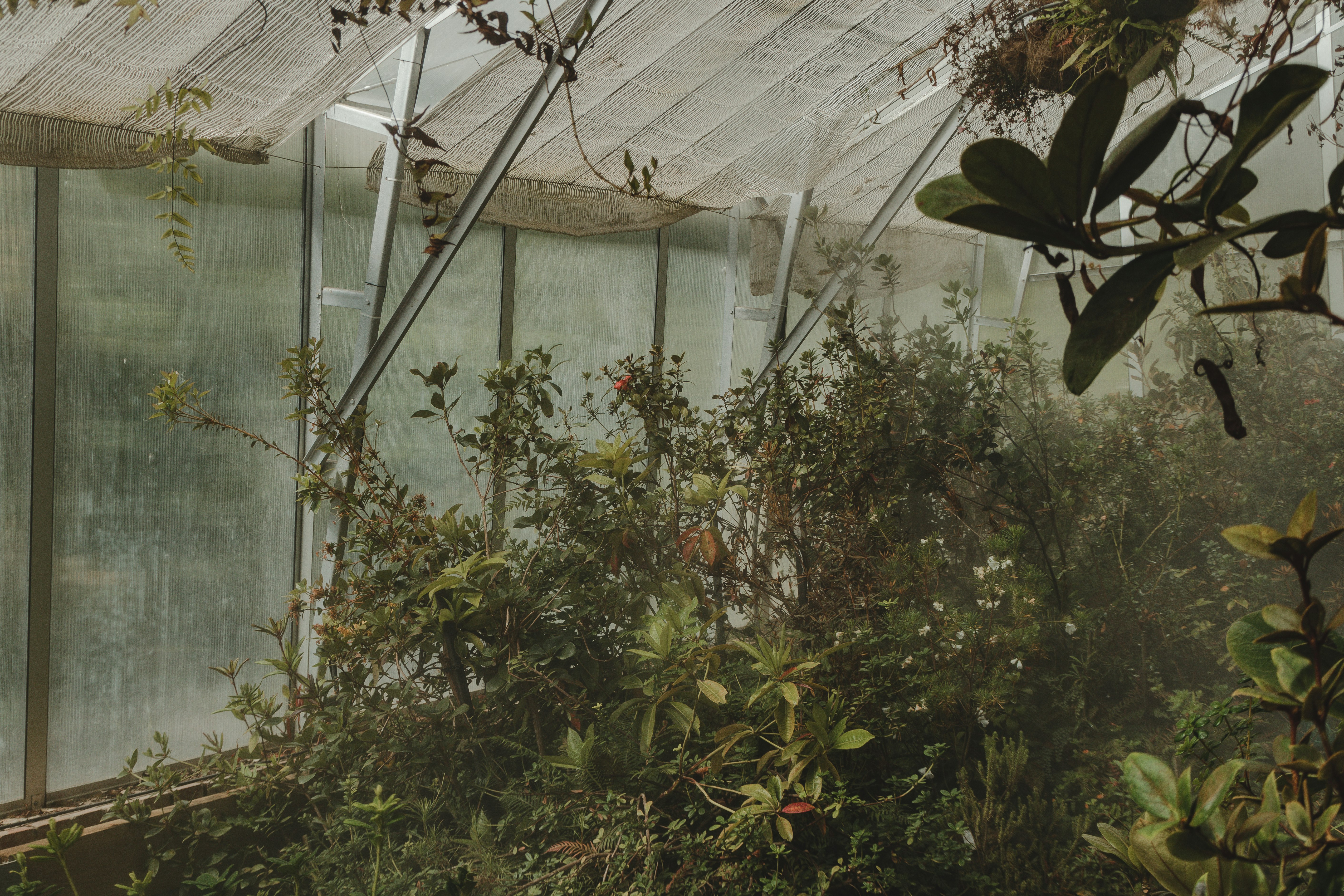 green leafed plant in dome