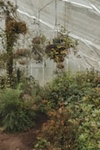 greenhouse with plants