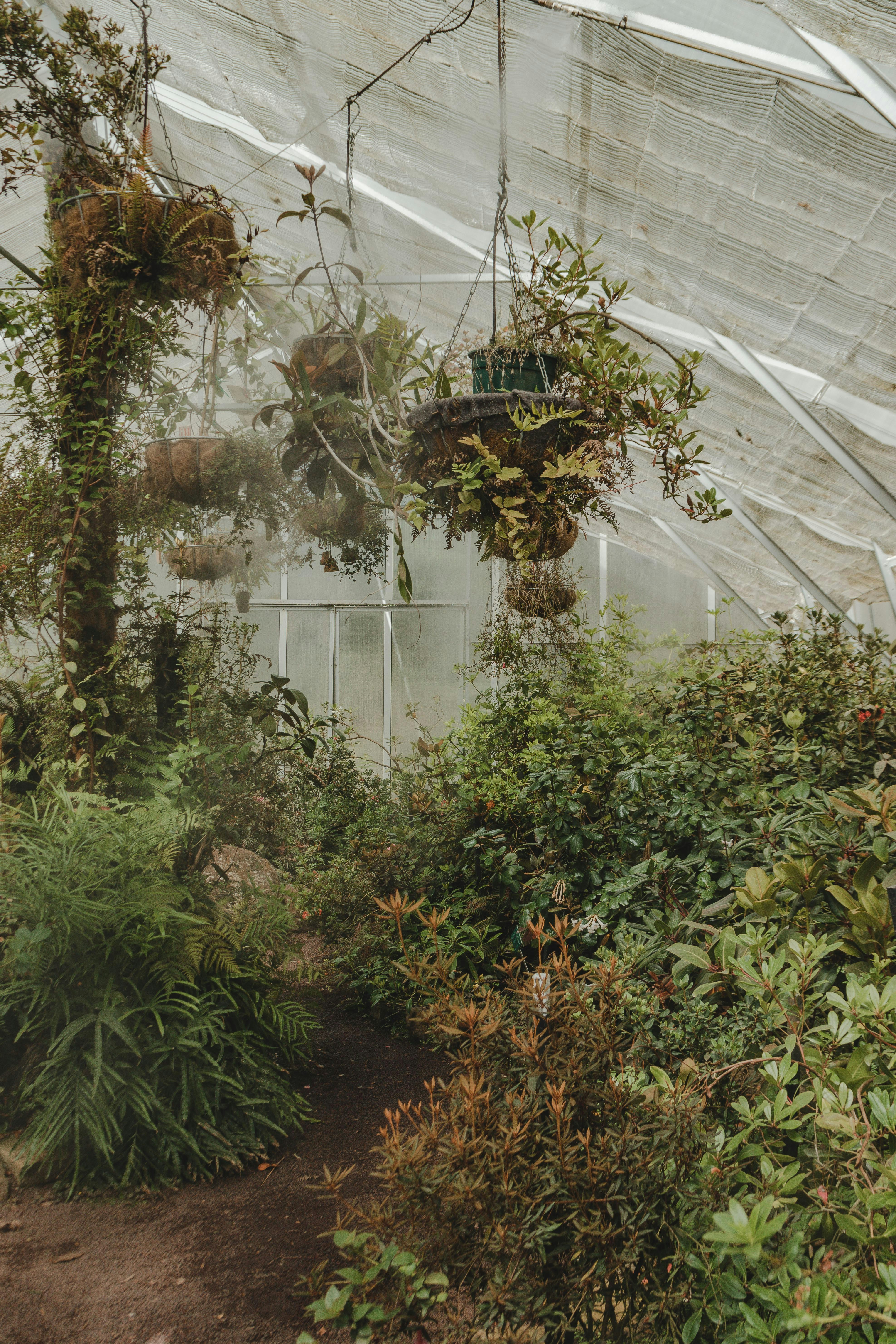 greenhouse with plants