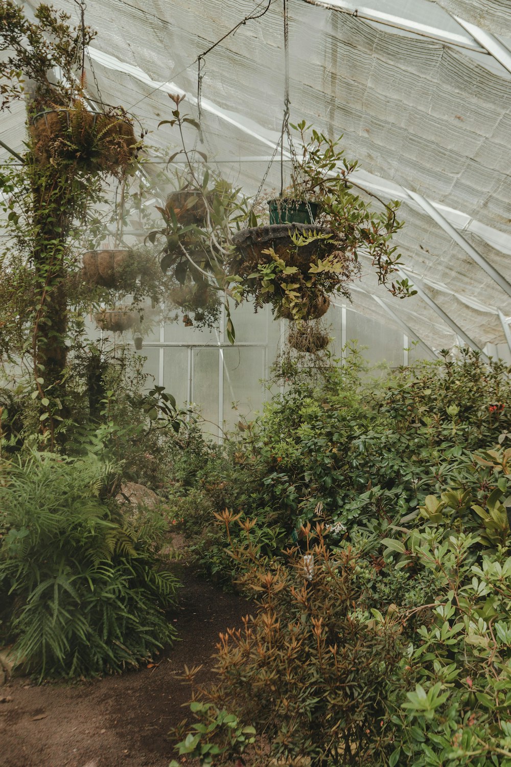 greenhouse with plants