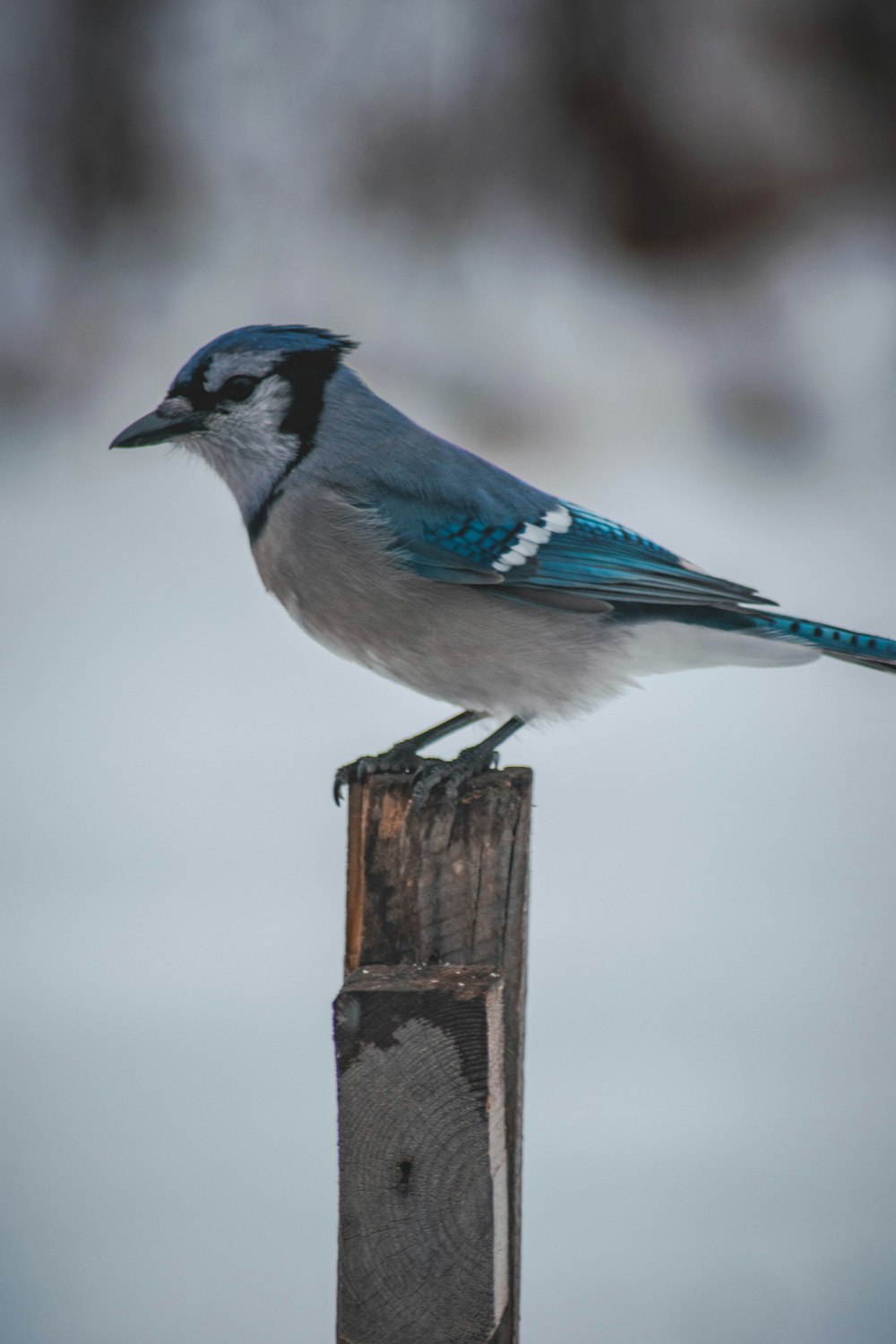 blue and gray bird on wood
