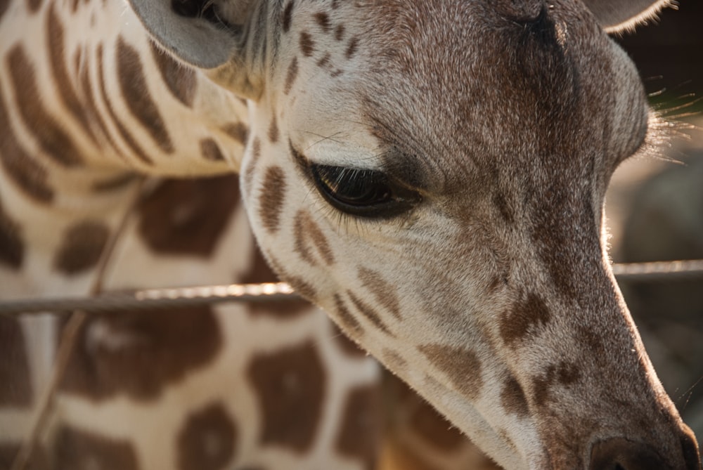 brown giraffe leaning on fence