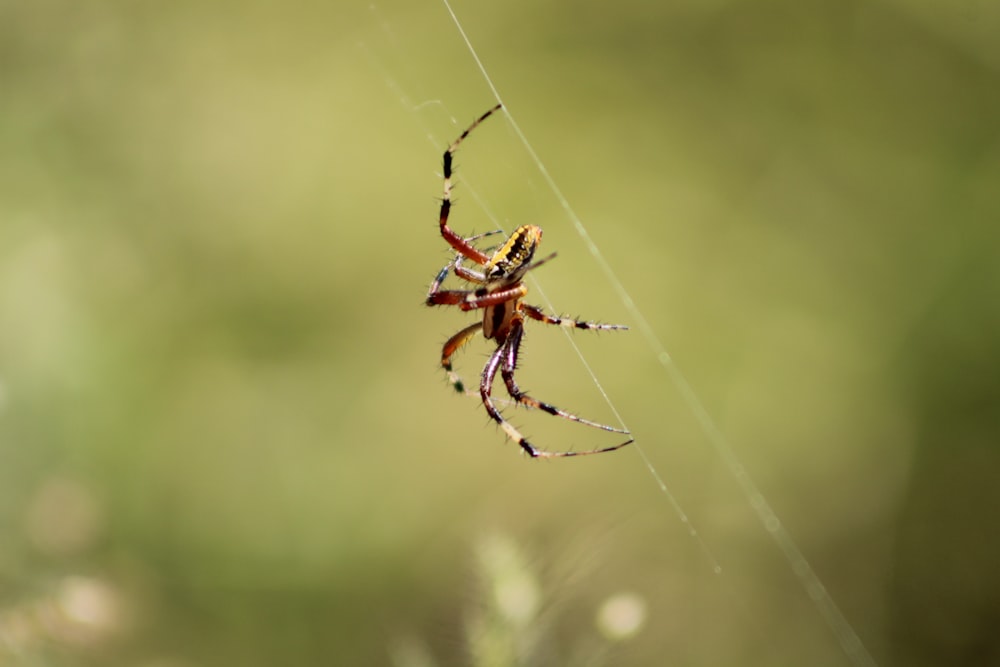 brown and black spider