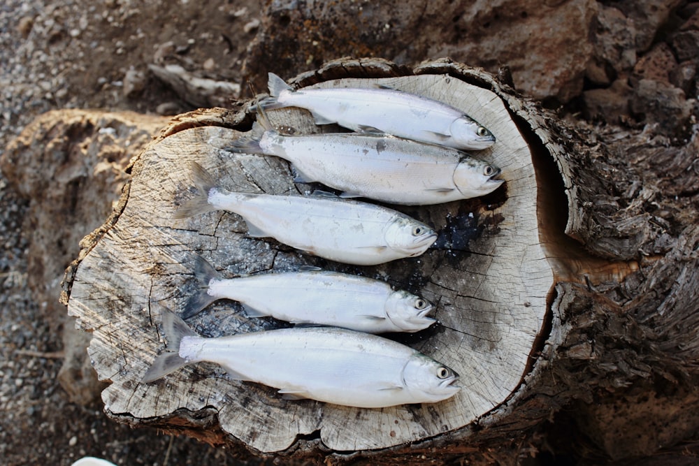 five gray fishes on tree chop