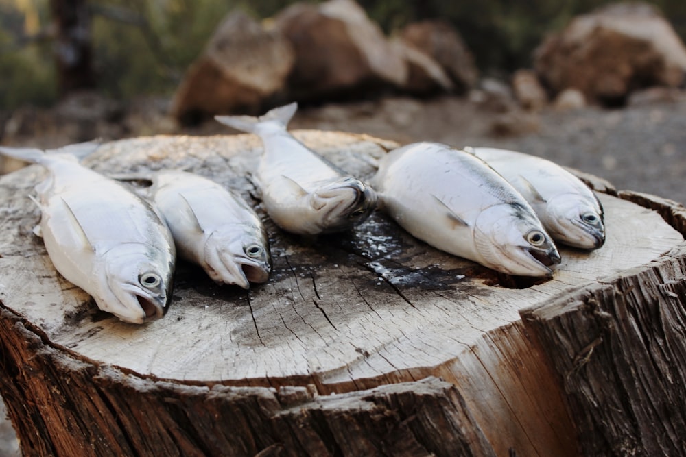 five gray fish